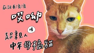 全台手播-邵庭幫橘貓拍領養影片 「哎呦」超親人卻狂飆髒話XD
