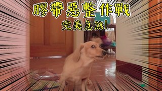 嚕爸-用膠帶惡整狗狗跟女朋友！沒想到結果超爆笑