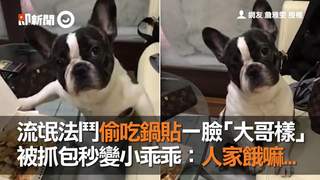 流氓法鬥偷吃鍋貼一臉「大哥樣」　被抓包秒變小乖乖：人家餓嘛...
