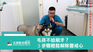 全國動物醫院-毛孩不給刷牙？3步驟輕鬆解除警戒心