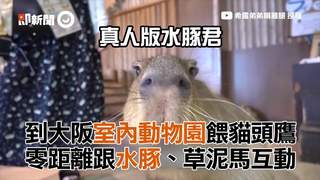 到大阪室內動物園餵貓頭鷹　零距離跟水豚、草泥馬互動
