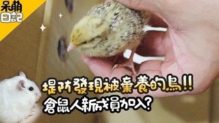 《倉鼠人》堤防撿到被棄養的鵪鶉!倉鼠人新成員加入?
