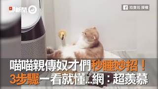 喵喵親傳奴才們秒睡妙招！　3步驟一看就懂...網：超羨慕