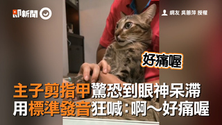 主子剪指甲驚恐到眼神呆滯　用標準發音狂喊：啊～好痛喔