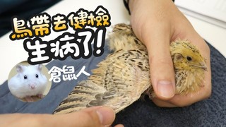 《倉鼠人》看過鳥怎麼健檢嗎？沒想到他生病了