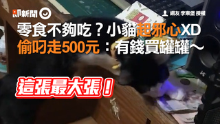 零食不夠吃？小貓起邪心XD　偷叼走500元：有錢買罐罐～