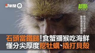 石頭當鐵鎚！食蟹獼猴吃海鮮 　懂分尖厚度挖牡蠣、撬打貝殼