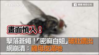 擊落蒼蠅！「密麻白蛆」破肚鑽出　網崩潰：雞母皮滿地