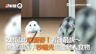 2倉鼠比吃蕎麥！看誰最快～　激動派選手秒嗑光還搶敵人食物