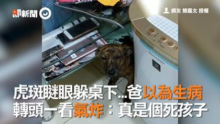 虎斑瞇眼躲桌下 爸以為生病  轉頭一看氣炸：真是個死孩子