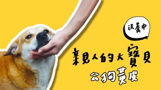 全台手播-親人的大寶貝！黃皮等個愛他的家