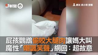 屁孩鸚鵡偷咬大腿肉讓媽大叫　魔性「嘲諷笑聲」網回：超故意