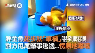 胖金魚起步就「車禍」嚇到瞇眼 對方甩尾肇事逃逸...愣原地嘟囔