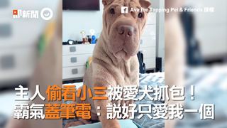 主人偷看小三被愛犬抓包！  霸氣蓋筆電：說好只愛我一個