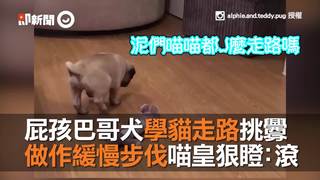 屁孩巴哥犬學貓走路挑釁　做作緩慢步伐喵皇狠瞪：滾
