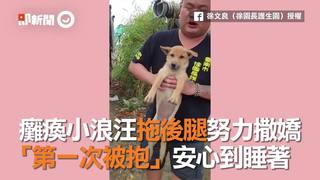癱瘓小浪汪拖後腿努力撒嬌　「第一次被抱」安心到睡著