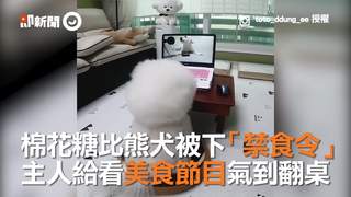 棉花糖比熊犬被下「禁食令」 主人給看美食節目氣到翻桌