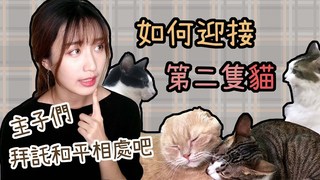 貓與香菜-如何迎接第二隻貓？主子們拜託好好相處吧！