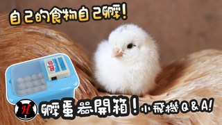 《倉鼠人》自己的蛋自己孵！鵪鶉飼養Q&A