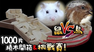《倉鼠人》鼠V.S鳥！1000片積木開箱　2種賽道挑戰對決