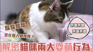 貓與香菜-原來不只是開心？解密貓咪兩大賣萌行為！