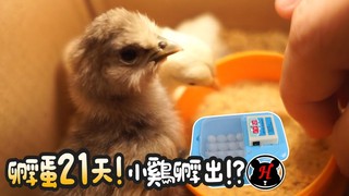 《倉鼠人》孵蛋21天！孵蛋器真的孵出小雞了？