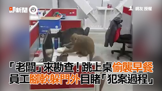 「老闆」來勘查！跳上桌偷襲早餐  員工腳軟躲門外目睹「犯案過程」