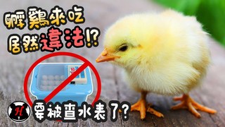 《倉鼠人》在家孵雞吃居然違法？食物跟寵物區別