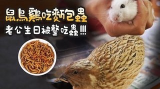 《倉鼠人》鼠鳥雞吃好料！