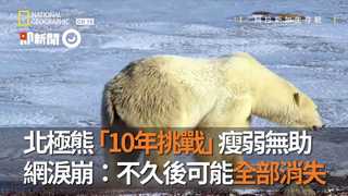 北極熊「10年挑戰」瘦弱無助　網淚崩：不久後可能全部消失