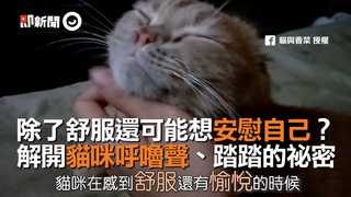 除了舒服還可能想安慰自己？解密貓咪呼嚕聲、踏踏的秘密