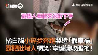 橘白貓小碎步奔跑製造「假車禍」　露肥肚堵人網笑：拿罐罐收服牠！