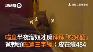 喵皇半夜溜奴才房拜拜「唸咒語」　爸轉頭飆罵三字經：皮在癢484