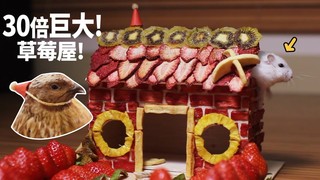 《倉鼠人》30倍大草莓屋！倉鼠與鵪鶉面對水果屋的反應是？