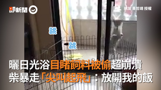 曬日光浴目睹飼料被偷超崩潰 柴暴走「尖叫起飛」：放開我的飯