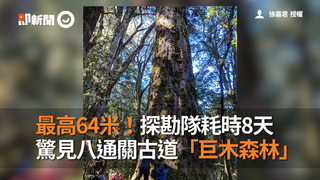 最高64米！探勘隊耗時8天　 驚見八通關古道「巨木森林」