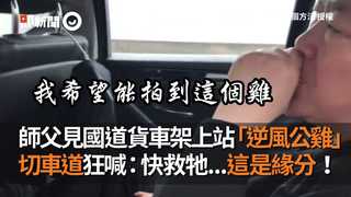 師父見國道貨車架上站「逆風公雞」  切車道狂喊：快救牠...這是緣分！