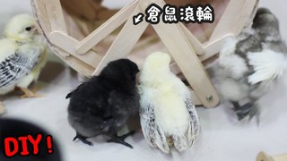 《倉鼠人》倉鼠玩具4種DIY　居然變成巨大鵪鶉跑輪ＸＤ