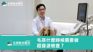 全國動物醫院-毛孩什麼時候需要做超音波檢查？