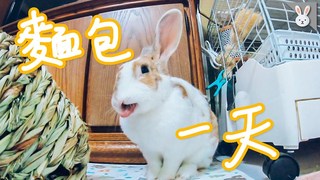 【侑敏頻道】兔寶整天都在做什麼呢？