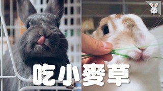【侑敏頻道】發懶的午後  兔寶們躺著吃小麥草