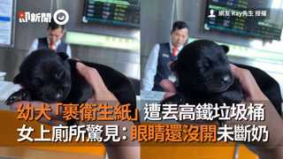 幼犬「裹衛生紙」遭丟高鐵垃圾桶　女上廁所驚見：眼睛還沒開未斷奶