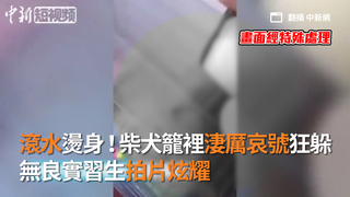滾水燙身！柴犬籠裡淒厲哀號狂躲　無良實習生拍片炫耀