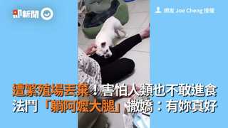 曾遭繁殖場丟棄！害怕人類、不敢進食  法鬥「躺阿嬤大腿」撒嬌：有妳真好