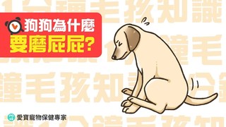 愛寶寵新知-【1分鐘毛孩知識】狗狗為什麼會磨屁屁？