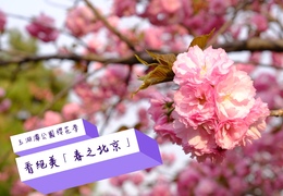 2400棵櫻樹！　玉淵潭公園櫻花季　看絕美「春之北京」｜特派趴趴GO