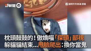 枕頭鼓鼓的！傲嬌喵「探頭」鄙視　躲貓貓結束...甩臉爬出：換你當鬼