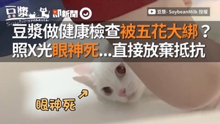 豆漿做健康檢查被五花大綁？　照X光眼神死...直接放棄抵抗