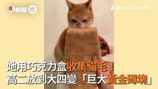 她用巧克力盒收集貓毛！ 高二放到大四變「巨大黃金磚塊」