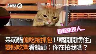 呆萌貓偷吃被抓包！「嘴開開愣住」...　雙眼吃驚看鏡頭：你在拍我嗎？